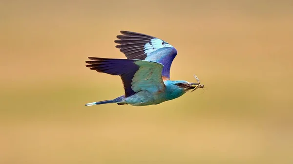 Blue Roller Coracias Garrulus Prey Its Beak Flight European Roller — Stock Photo, Image