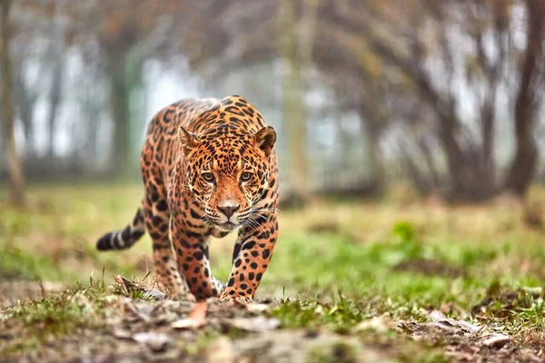 Jaguar Selva Jaguar Hábitat Natural — Foto de Stock