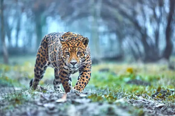 在丛林里的美洲虎天然栖息地的美洲豹 — 图库照片