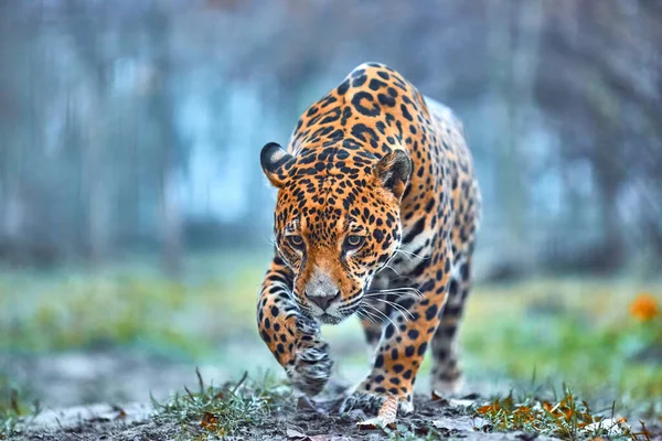 Jaguar Dans Jungle Jaguar Dans Habitat Naturel — Photo