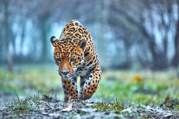 Jaguar Dans Jungle Jaguar Dans Habitat Naturel — Photo