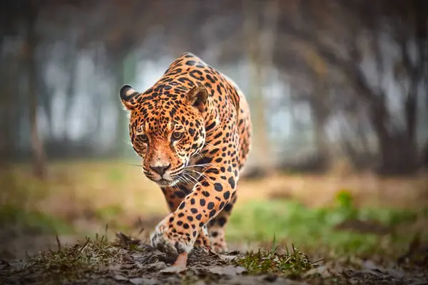 Jaguar Selva Jaguar Hábitat Natural — Foto de Stock