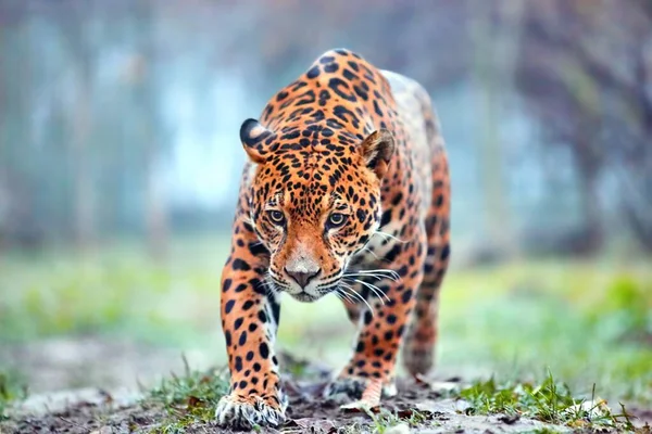 Ormandaki Jaguar. Doğal ortamdaki Jaguar