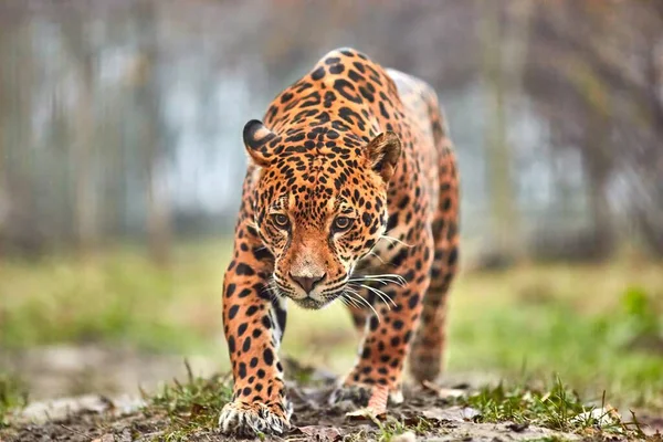 Ormandaki Jaguar. Doğal ortamdaki Jaguar