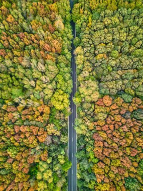 Kesilmiş yolu olan renkli sonbahar ormanlarının havadan görünüşü. Seyahat konsepti geçmişi. Güzel sonbahar manzarası