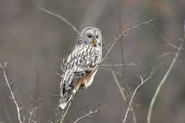 Ural baykuş (strix uralensis doğal ortamlarında).
