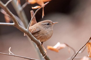 Avrasya çalıkuşu doğal yaşam alanında, yakın çekim, (Troglodit trogloditleri).