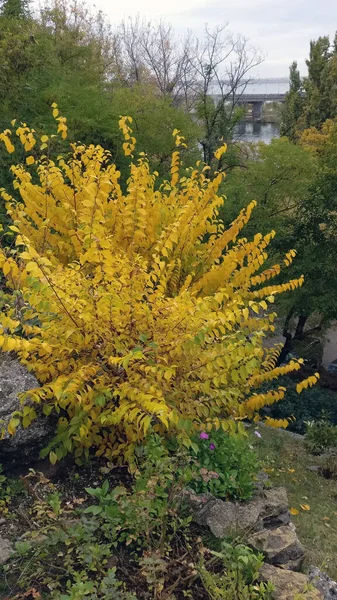 Sonbaharda parkta altın yapraklı bir çalı yetişiyor.