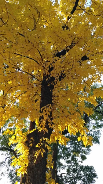 Parktaki altın yaprak ağacı