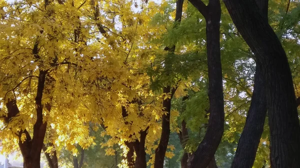 Árvores Com Folhas Douradas Verdes Crescem Beco Parque — Fotografia de Stock