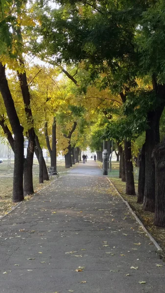 Altın ve yeşil yapraklı ağaçlar şehrin parkındaki bir sokakta yetişir.