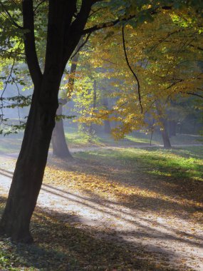 gizemli atmosferik huzur sakin orman manzarası sabahın erken saatlerinde güneş ışınları sise baktığında