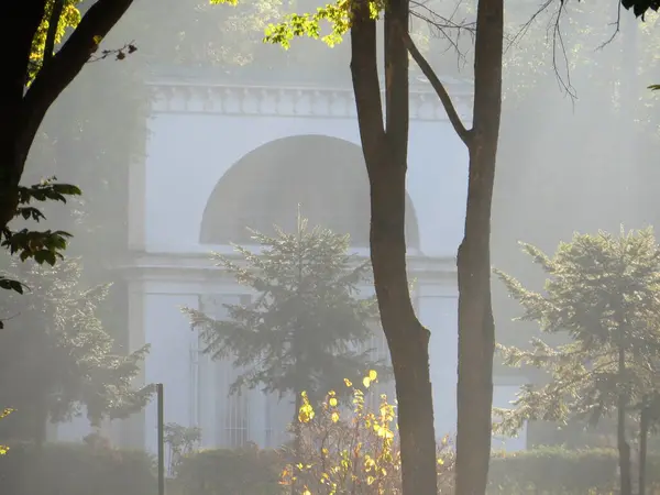 gizemli atmosferik huzur sakin orman manzarası sabahın erken saatlerinde güneş ışınları sise baktığında