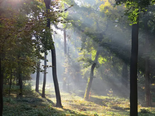 gizemli atmosferik huzur sakin orman manzarası sabahın erken saatlerinde güneş ışınları sise baktığında