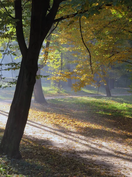 gizemli atmosferik huzur sakin orman manzarası sabahın erken saatlerinde güneş ışınları sise baktığında