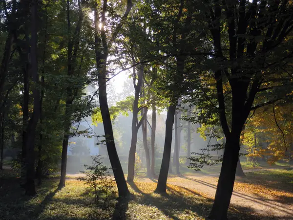 gizemli atmosferik huzur sakin orman manzarası sabahın erken saatlerinde güneş ışınları sise baktığında