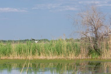 Göl üzerinde uçan martı 