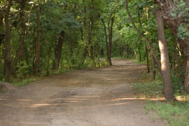 Yazın bir korulukta ağaçlar, kıvrımlı bir patika...