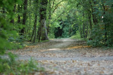 Bir yaz koruluğuna giden yol.