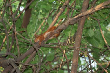bir ağacın hugh dallarında sincap