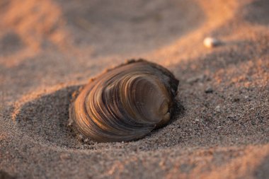 Kumsalda istiridye kabuğu