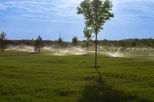 watering the lawn with water by spraying a watering sistem