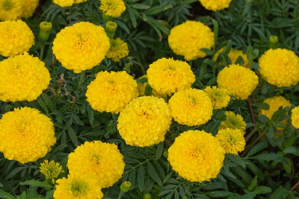 Λουλούδια Έντονο Κίτρινο Χρώμα Στο Φόντο Των Φύλλων — Φωτογραφία Αρχείου