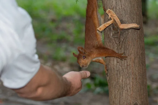 다람쥐는 손에서 먹습니다 — 스톡 사진