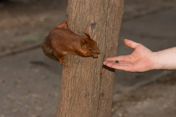 Eichhörnchen Frisst Aus Menschenhand — Stockfoto