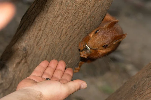 Eichhörnchen Nagt Samen Aus Menschenhänden — Stockfoto