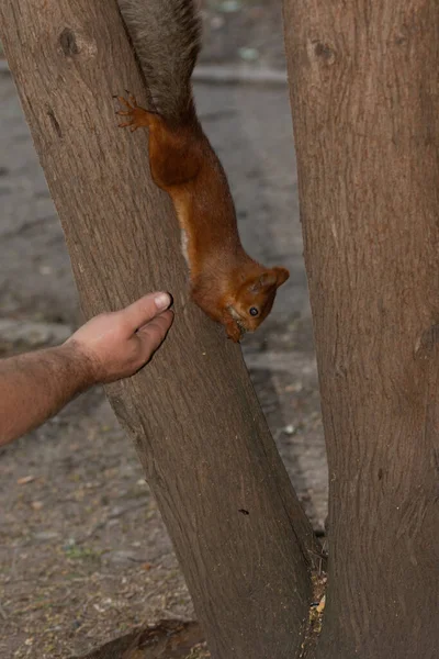 Eichhörnchen Hängt Kopfüber Und Frisst Samen Aus Den Händen — Stockfoto