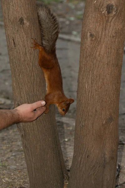 Σκίουρος Κρέμεται Ανάποδα Και Τρώει Σπόρους Από Χέρια — Φωτογραφία Αρχείου
