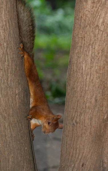 Eichhörnchen Kopfüber Auf Einem Baumstamm — Stockfoto