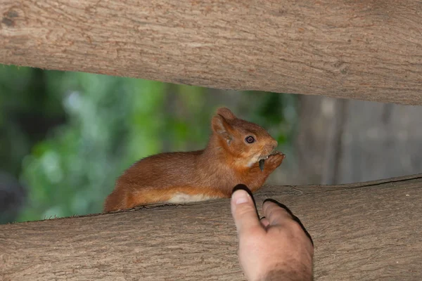 Esquilo Pendura Cabeça Para Baixo Come Sementes Mãos — Fotografia de Stock