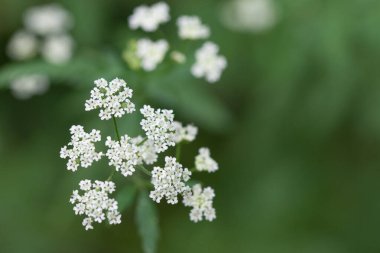 Yeşil arka planda bitkinin küçük beyaz çiçekleri