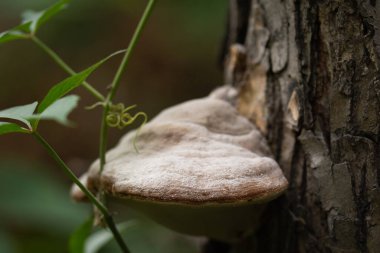 Ağaç makro fotoğrafında bataklık.