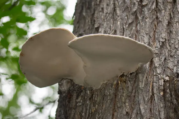 Cogumelos Árvore Casca Uma Árvore Nacro — Fotografia de Stock
