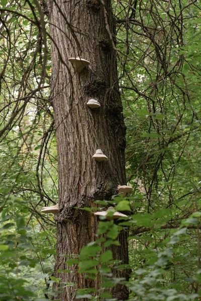 Cogumelos Árvore Casca Uma Árvore — Fotografia de Stock