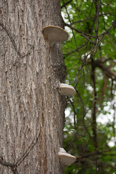 Mashrooms Tronco Árvore Velho Texturizado Natureza Parques — Fotografia de Stock