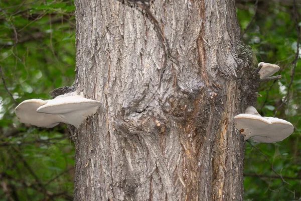 Mashrooms Árvore Casca Árvore — Fotografia de Stock