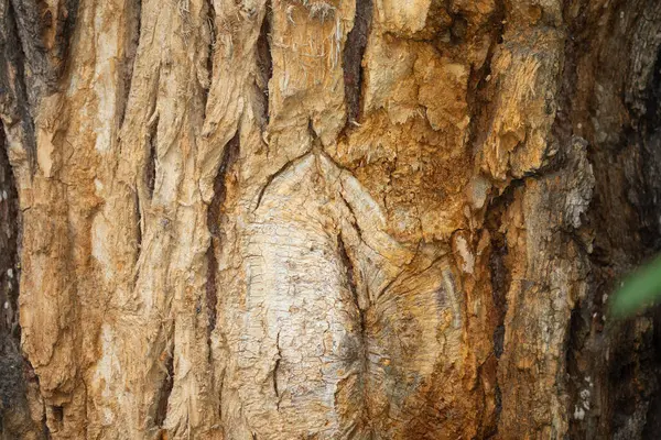 Tree Trunk Wood Bark Exture — Stock Photo, Image