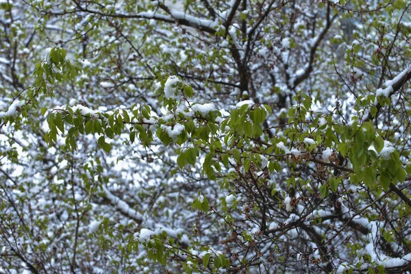 Árbol Con Hojas Verdes Nieve —  Fotos de Stock
