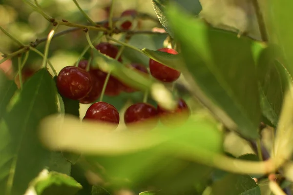 Cherry Berries Tree — Stock Photo, Image