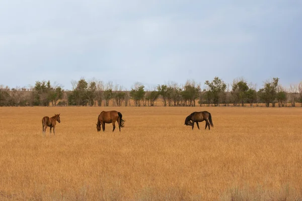 牧草地の馬と狐たち — ストック写真