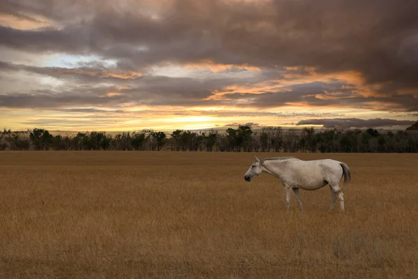 Cavalo Branco Pasto — Fotografia de Stock