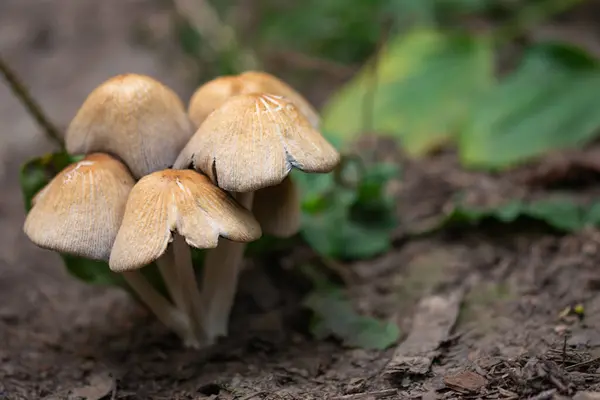 Belos Cogumelos Não Comestíveis Selvagens Talos Finos — Fotografia de Stock