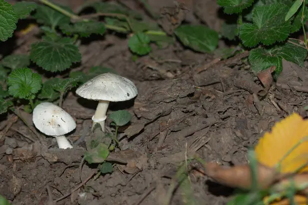 Cogumelos Não Comestíveis Toadstools Fundo Folhas Verdes — Fotografia de Stock
