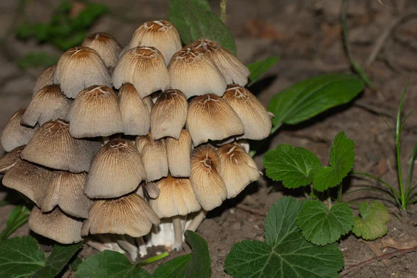 Cogumelos Não Comestíveis Toadstools Fundo Folhas Verdes — Fotografia de Stock