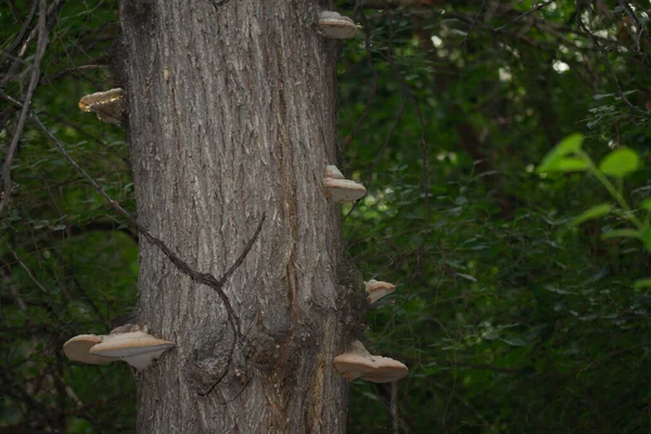Fungo Árvore Luminosa Tronco — Fotografia de Stock