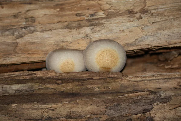 Cogumelos Que Crescem Tronco Árvore Rachado — Fotografia de Stock